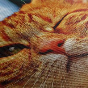 Obraz žmurkajúce mačky (120x50 cm)