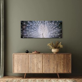 Obraz - Biely páv (120x50 cm)