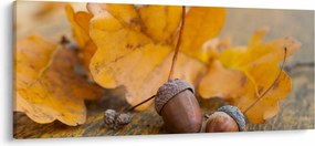 Obraz - Jesenné žalude (120x50 cm)