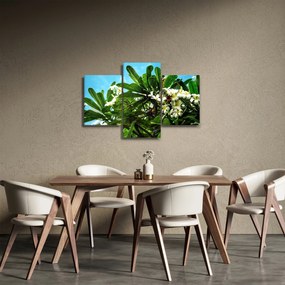 Obraz - Plumeria (90x60 cm)