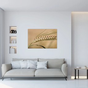 Obraz - Pšenica (90x60 cm)