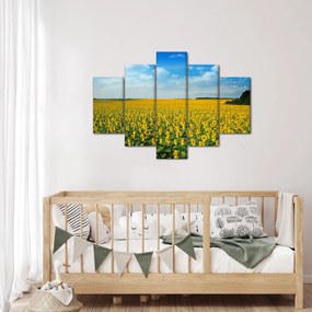 Obraz - pás slnečníc (150x105 cm)
