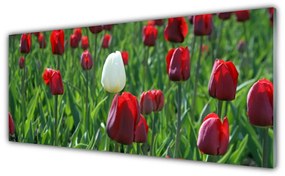 Obraz plexi Tulipány kvety príroda 125x50 cm