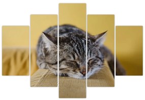 Obraz mačky na pohovke (150x105 cm)