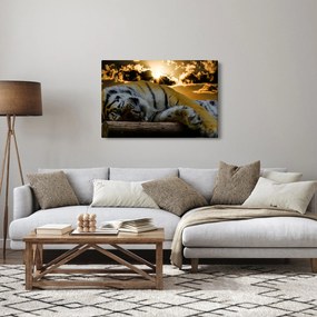 Obraz spiaceho tigra (90x60 cm)