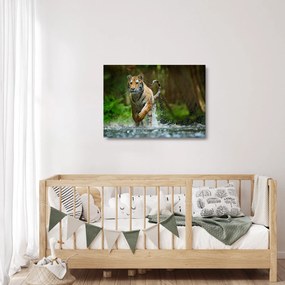 Sklenený obraz bežiaceho tigra (70x50 cm)