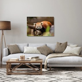 Sklenený obraz pandy červenej (70x50 cm)