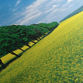 Obraz poľa s alejou (90x60 cm)