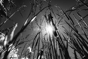 Obraz poľná tráva v čiernobielom prevedení Varianta: 120x80