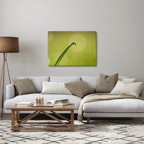 Obraz kvapky vody na tráve (70x50 cm)