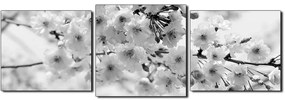 Obraz na plátne - Čerešňový kvet - panoráma 5279QD (120x40 cm)