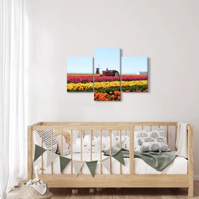 Obraz tulipánové farmy (90x60 cm)