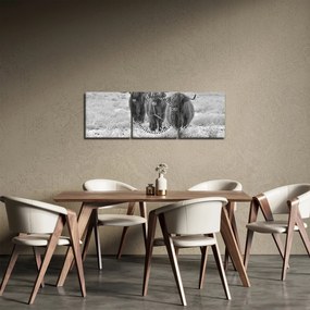 Obraz - Škótske kravy, čiernobiela (s hodinami) (90x30 cm)