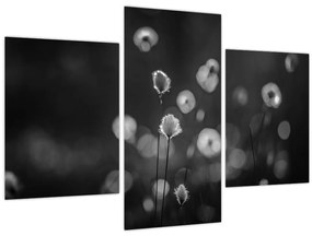 Obraz - Cottongrass na lúke (90x60 cm)