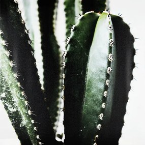 Obraz tlačený na plátne 50x50 PRC1122