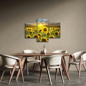 Obraz - Slnečnica pri západe slnka (90x60 cm)