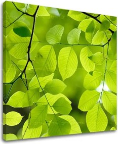 Obraz na stenu RASTLINY