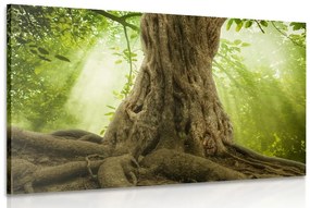 Obraz koreň stromu Varianta: 60x40