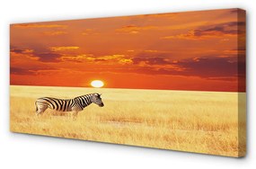 Obraz na plátne Zebra poľa sunset 140x70 cm