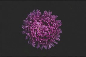 Obraz fialovej kvetiny (90x60 cm)