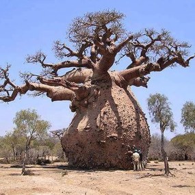 Semienka bonsaje - Africký baobab - 5 ks