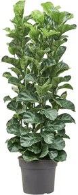 Ficus lyrata bambino 38x160 cm