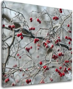 Obraz na stenu STROMY