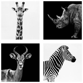 Manufakturer -  Štvordielny obraz Safari kvarteto