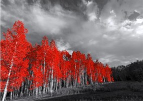 Obraz - Stromy vo farbe jesene (70x50 cm)