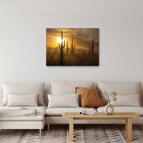 Obraz - Kaktusy Saguaro (70x50 cm)