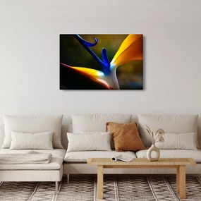 Obraz - Exotický kvet (90x60 cm)