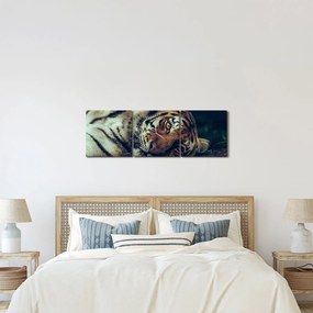 Obraz - Tiger Sibírsky (s hodinami) (90x30 cm)