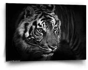 Sablio Obraz Čierno-biely tiger - 60x40 cm