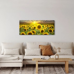 Obraz - Slnečnica pri západe slnka (120x50 cm)