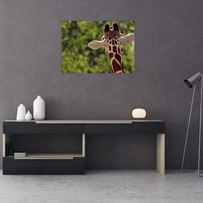 Obraz žirafy zozadu (70x50 cm)