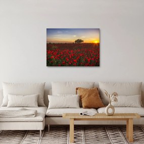 Obraz lúky s vlčími makmi (70x50 cm)
