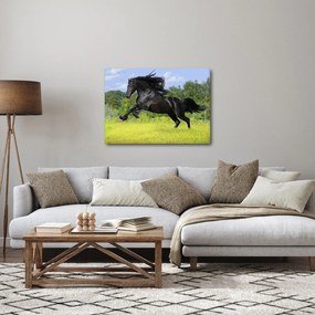 Obraz - Kôň s vzdušnou hrivou (70x50 cm)