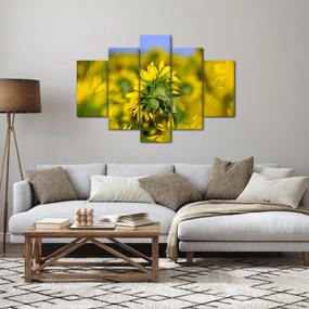 Obraz slnečnice (150x105 cm)