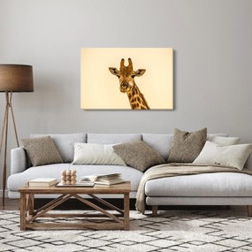 Obraz žirafy (90x60 cm)