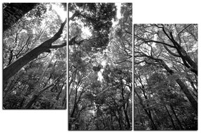 Obraz na plátne - Zelené stromy v lese 1194QD (135x90 cm)
