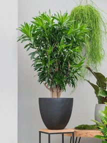 Pleomele (Dracaena) Reflexa Branched Pots.30 x130 cm