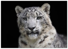 Obraz - Leopard snežný (70x50 cm)