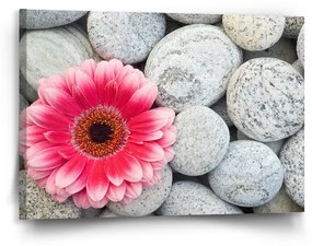 Sablio Obraz Gerbera na kameňoch - 90x60 cm