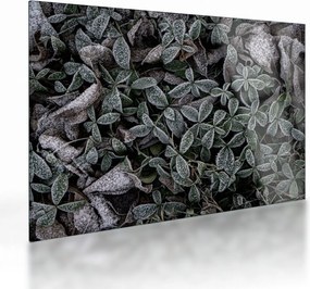 Sklenený obraz - Zamrznuté rastliny (70x50 cm)