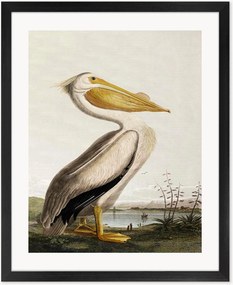 Nástenná dekorácia v ráme Pelican