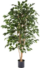 Ficus exotica 120 cm