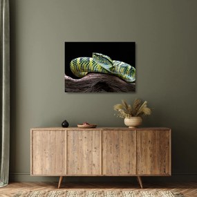 Sklenený obraz - Štrkáč Waglerov (70x50 cm)