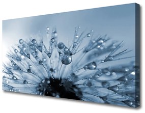 Obraz Canvas Púpava kvet kvapky 100x50 cm