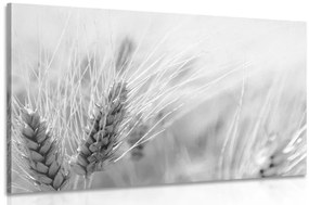Obraz pšeničné pole v čiernobielom prevedení - 120x80