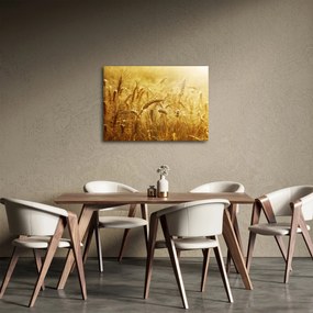 Obraz - Klasy obilia (70x50 cm)